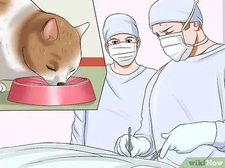 Image titled Treat Bladder Stones in Cats Step 6