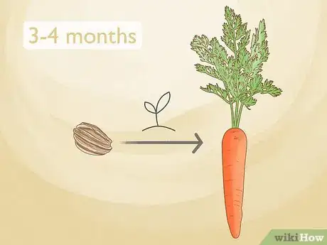 Image titled Harvest Carrots Step 1