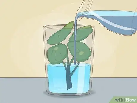 Image titled Propagate Pilea Step 13