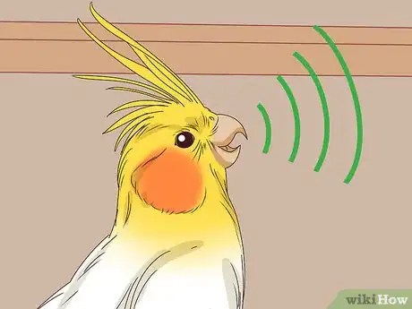 Image titled Understand Cockatiel Gestures Step 12