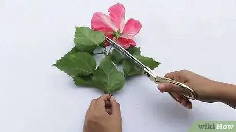 Image titled Dissect a Flower Step 1