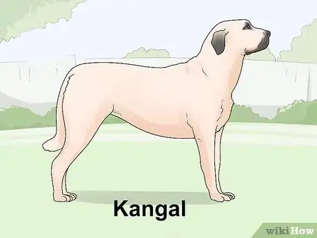 Image titled Identify a Mastiff Step 23