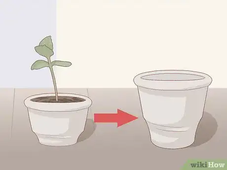 Image titled Grow a Plumeria Step 11