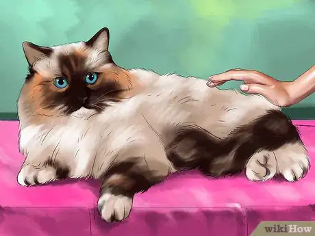 Image titled Identify a Ragdoll Cat Step 4