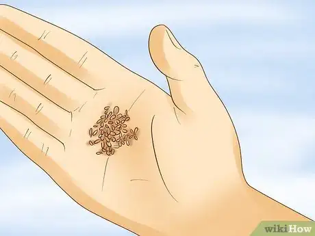 Image titled Grow Henna Step 1