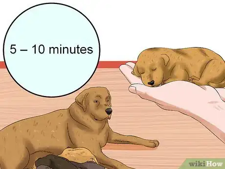 Image titled Determine the Sex of Puppies Step 3