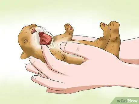 Image titled Determine the Sex of Puppies Step 4