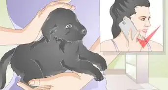 Take Care of an Injured Stray Puppy