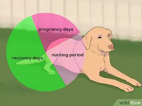 Image titled Breed Labradors Step 16