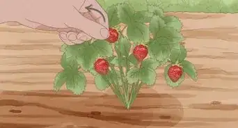 Grow Strawberries