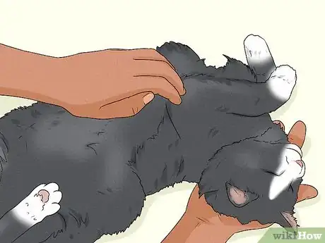 Image titled Give Your Cat a Massage Step 20