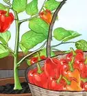 Grow Bell Peppers Indoors