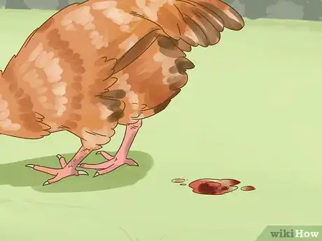 Image titled Tell if a Chicken is Sick Step 15