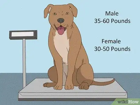 Image titled Care for an American Pit Bull Terrier Step 10