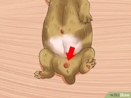 Image titled Determine the Sex of Puppies Step 6