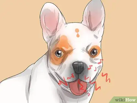 Image titled Treat Breathing Problems in French Bulldogs Step 1