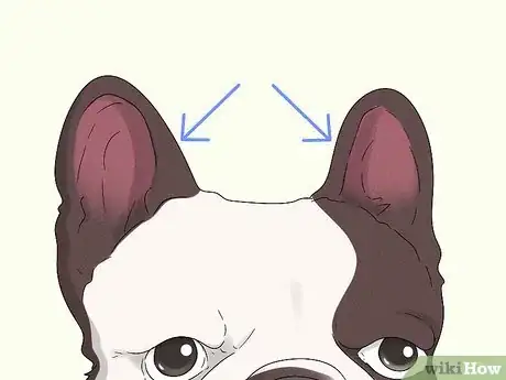 Image titled Identify a French Bulldog Step 2