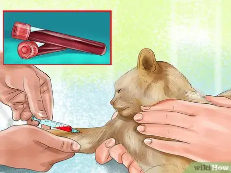 Image titled Diagnose Feline Intestinal Lymphoma Step 7