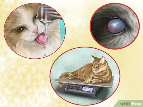 Image titled Diagnose Feline Cataracts Step 8