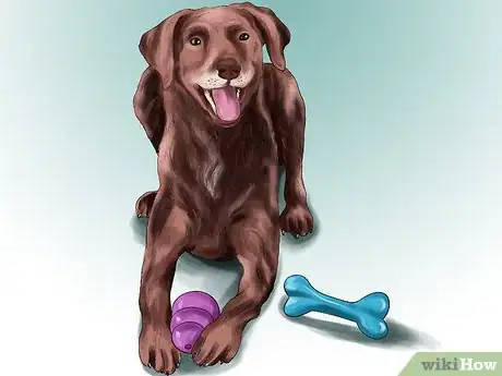 Image titled Encourage Your Senior Dog to Play Step 4