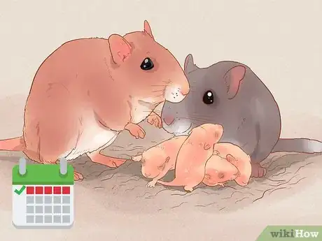 Image titled Breed Gerbils Step 9