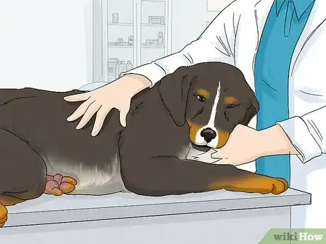 Image titled Wash Poop Off a Dog Step 15