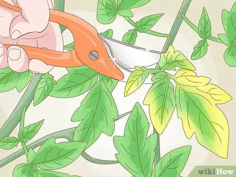 Image titled Why Does Your Tomato Plant Have Yellow Leaves Step 6