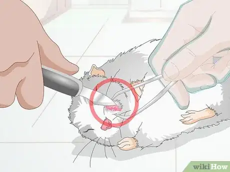 Image titled Treat Cheek Abscesses in Hamsters Step 3