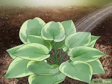 Image titled Plant Hostas Step 8