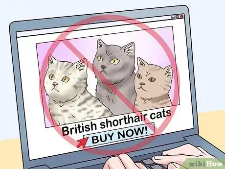 Image titled Identify a British Shorthair Cat Step 14