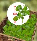 Grow Watercress