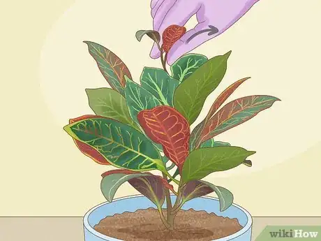 Image titled Prune Croton Plants Step 5