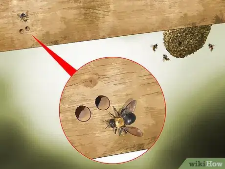 Image titled Identify Carpenter Bees Step 3