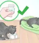 Check a Cat for Fever