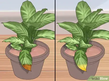 Image titled Remove Brown Tips From the Leaves of Houseplants Step 10