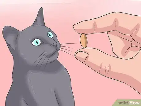 Image titled Treat Tapeworm in Cats Step 9