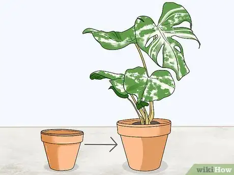 Image titled Grow Variegated Monstera Step 11