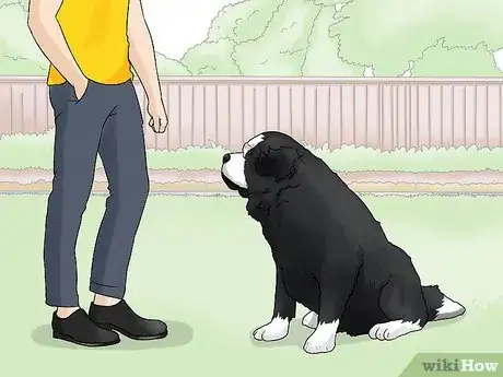 Image titled Identify a Saint Bernard Step 11