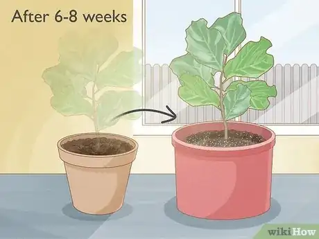 Image titled Propagate Fiddle Leaf Fig Step 9