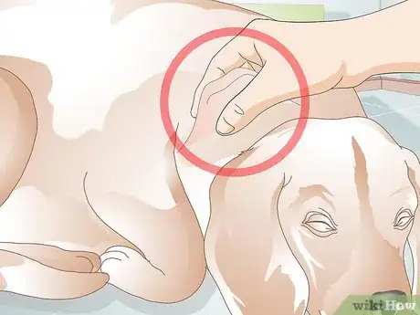 Image titled Administer Subcutaneous Fluids to a Dog Step 10