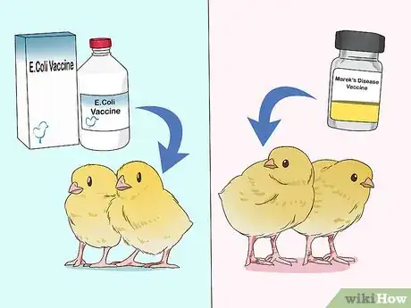 Image titled Vaccinate Chickens Step 1