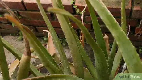 Image titled Plant Aloe Vera Step 12