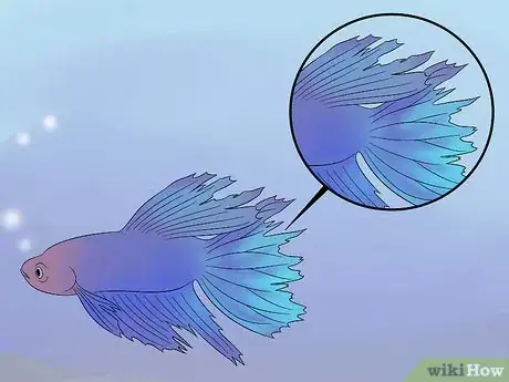 Image titled Cure Betta Fish Diseases Step 1