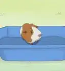 Train Your Guinea Pig