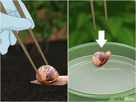 Image titled Get Rid of Garden Snails Step 5