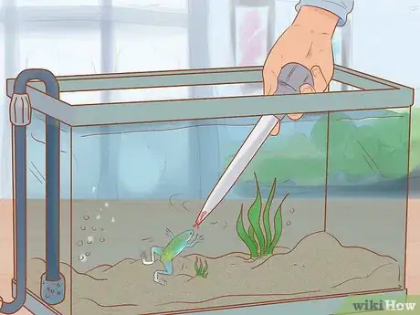 Image titled Play with Your African Dwarf Frog Step 3