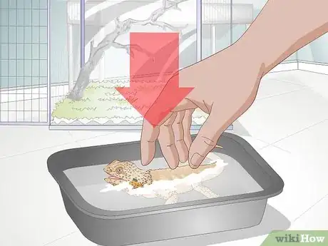 Image titled Teach a Bearded Dragon to Drink from a Water Bowl Step 11