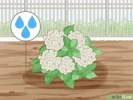 Image titled Grow Hydrangeas Step 7