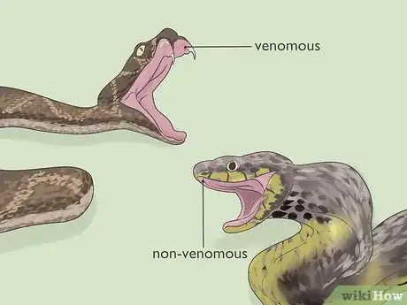 Image titled Identify Snakes Step 12