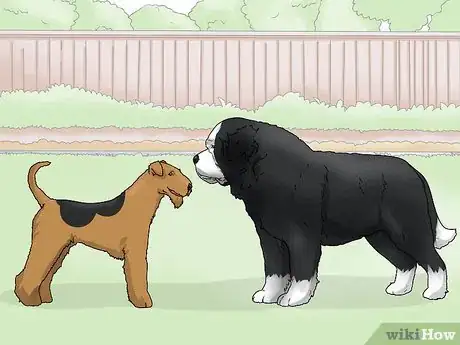 Image titled Identify a Saint Bernard Step 13